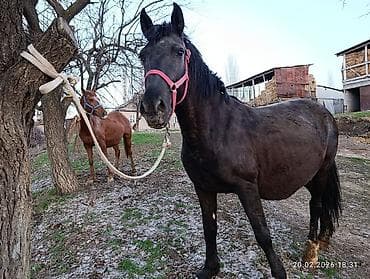 уй сотилади ош: Продаю | Кобыла (самка) | Дончак, Кара Жорго | Для разведения, Для молока, Конный спорт — 2