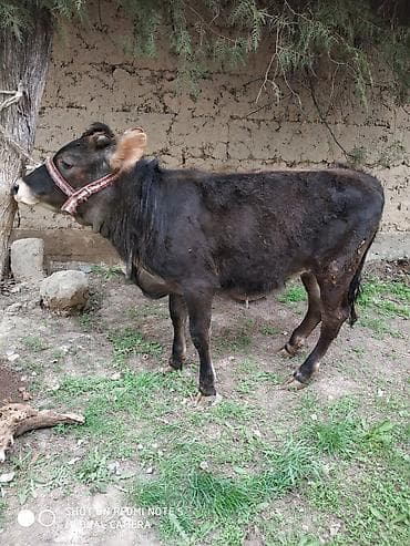 Продаю | Тёлка