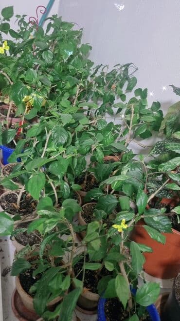 Рассада цветка: Гибискусы садовые, Самовывоз at lalafo.kg Рассада цветка: Гибискусы садовые, Самовывоз