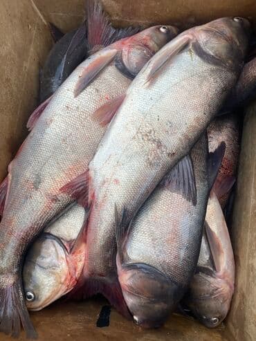 свежий рыба: Свежий — 2