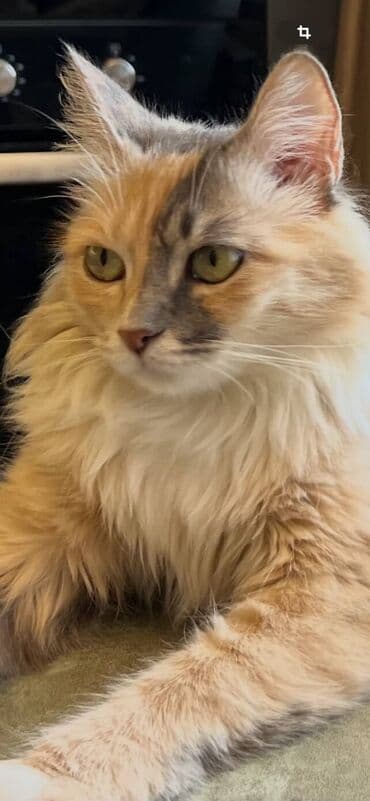 сх животные и товары: 1 год, Девочка, Черепаховый, Кастрирована, Приучена к лотку, Проглистована — 3