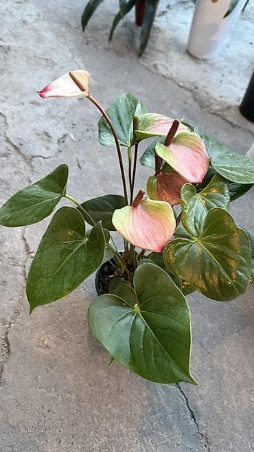 арма цветок: Антуриум (Anthurium) в горшке — эффектное комнатное растение с яркими — 4