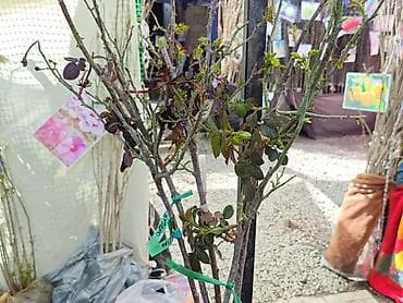 китайская роза цена: Бишкек Продаю штамбовые розы цветёт всё лето и до поздней осени — 4