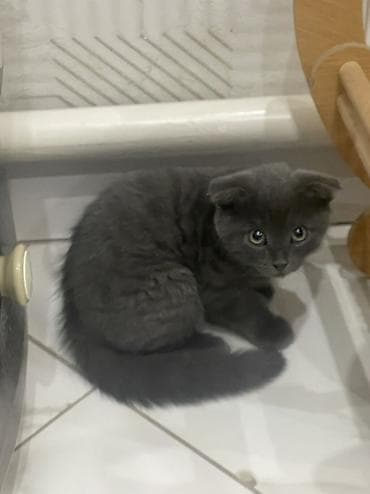кошка майкун: Шотландский вислоухий котёнок(девочка) (Scottish Fold), окраса голубой — 4