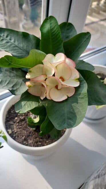 кактус эхинопсис: Тайский молочай детка с бутонами — 4