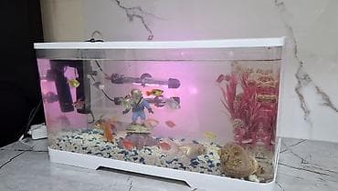 рыба жывая: Продаётся аквариум вместе с рыбками 🐠 Аквариум в хорошем состоянии — 1