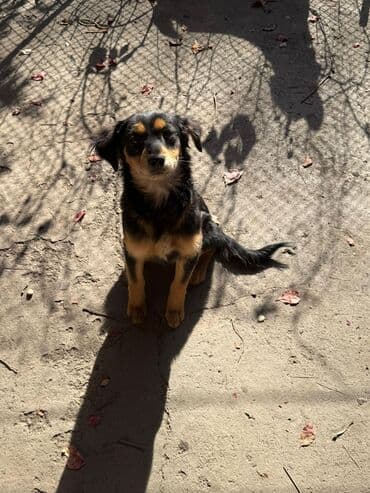 отдам в добрые руки: Собака даром: Дворняжка, 5 месяцев, Самка — 1