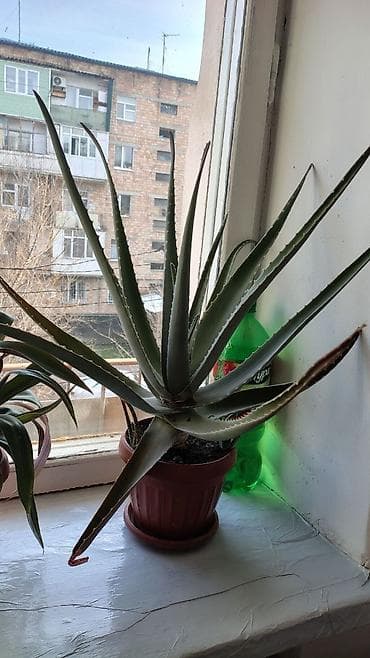 купить дерево лимон: Комнатные растения, цены 200-400-700 Нужен рассеянный свет Поливать — 6