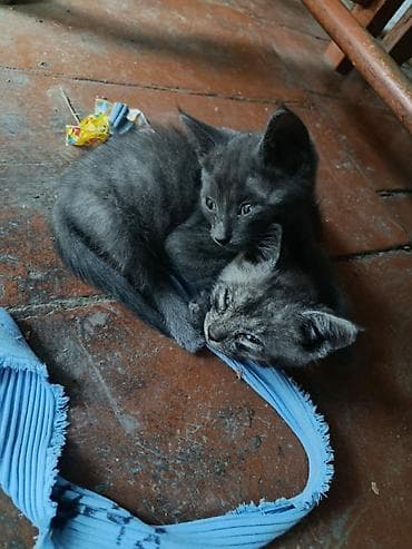 коров: 2 месяца, Мальчик — 3
