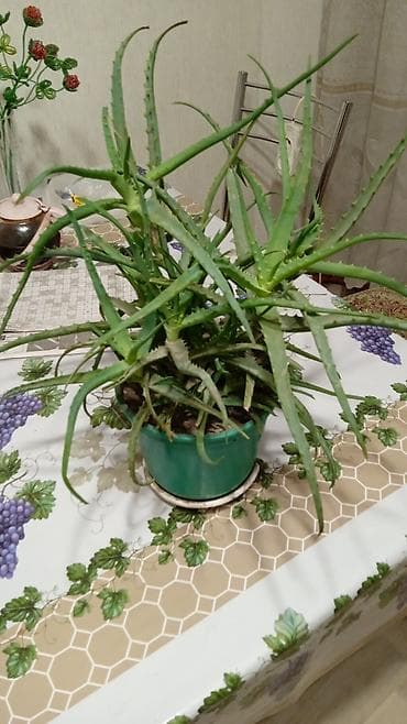 Фиалки и глоксинии: Алоэ — 1