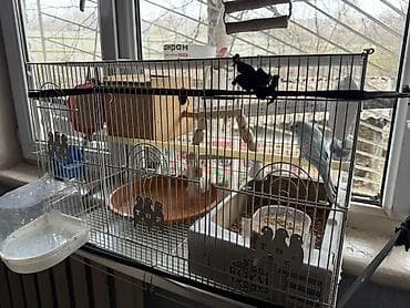 трава для животных: Продаются волнистые попугаи,вместе с клеткой и другими предметамии — 4