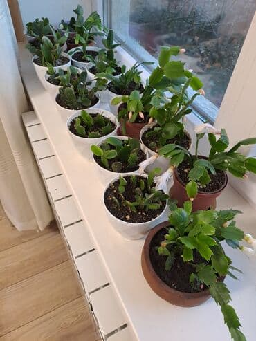 букет цветов бишкек: Смородина В розницу — 6