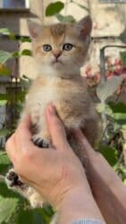 купить кошку британская вислоухая: На БРОНЬ!!!! Британская девочка окрас- золотая шиншилла.Пушистые — 3