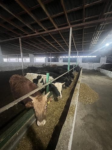 сх животные и товары: Продаю | Бык (самец) | На откорм — 4