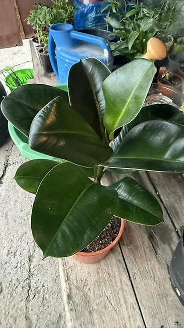 фикус черный принц: Коллекция фикусов в горшках 1) Фикус лирата (Ficus lyrata, «скрипка») — 9