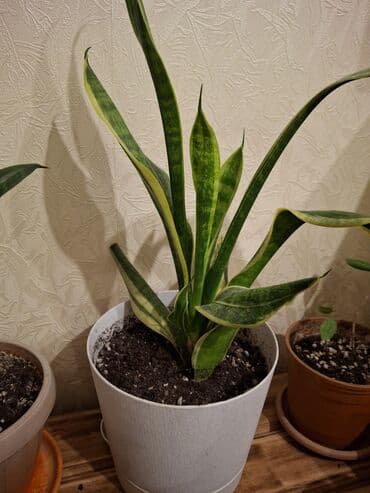 султан: Продаю комнатное растение сансевиерия с горшком=500с — 1