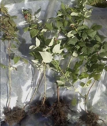 Промышленная химия: Саженцы малины - Подходят для посадки в открытый грунт и в — 1