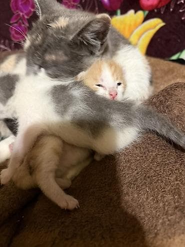 Мышыктар: Котята Бесплатно Даром от домашней кошки - Помёт разноокрасочных — 1
