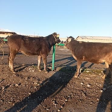 собаку алабай: Продаю | Тёлка | На откорм | Привязанные — 4