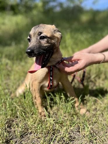 отдам даром шпица в хорошую семью: Ищем дом для маленькой Бусинки 🐾🏡 Группа «Зоозащита Бишкек» ищет — 7
