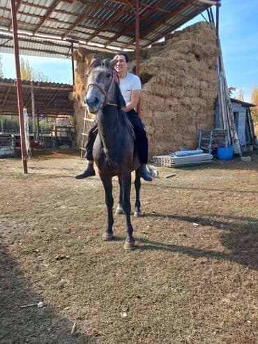 купить собаку шпиц: Продаю | Конь (самец) | Рабочий — 6