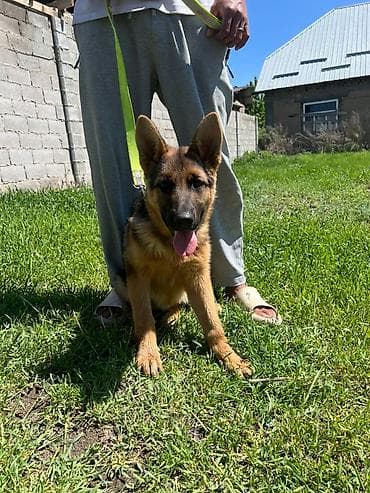 рыжие котята: Немецкая овчарка, 3 месяца, Самка, С прививкой, С родословной — 2