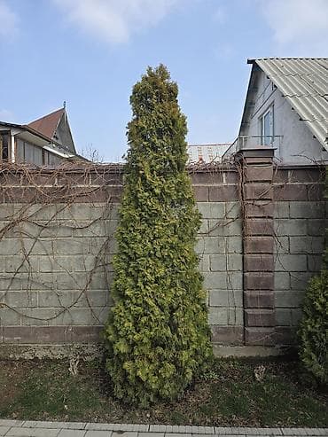 Уруктар жана көчөттөр: Туя западная (вероятно сорт Смарагд) для озеленения участка. - — 1