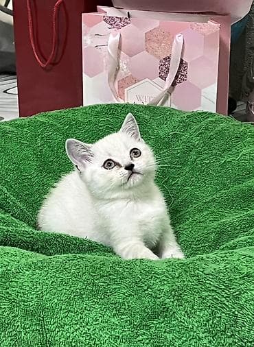 манчкин кот купить: Британская короткошёрстная, 2 месяца, Девочка, Белый, Приучена к лотку — 5