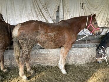 животные в добрые руки: Продаю | Кобыла (самка) — 3