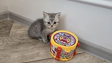американская жесткошёрстная кошка: Шотландский короткошёрстный котенок Приучены к лотку и сам — 3