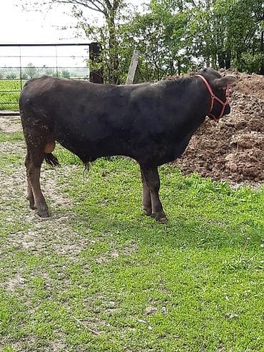 ящик сатылат: Сатам | Бука (эркек) | Алатоолук, Абердин-ангус | Бордоп семиртүү үчүн, Союуга | Жасалма уруктандырылган — 3