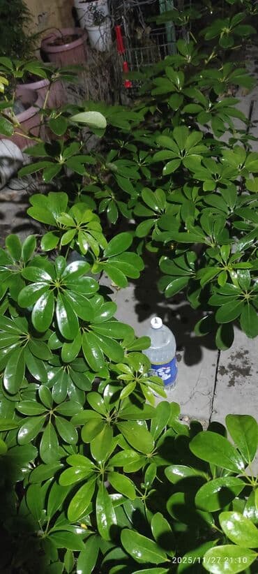 многоярусная подставка для цветов: 1) Шеффлера (Schefflera arboricola) - Пышные зонтичные розетки из 7–9 — 2