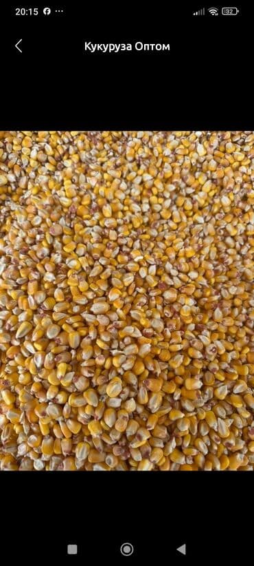 стиральный порошок оптом в мешках: Жүгөрү Дүңүнөн — 1