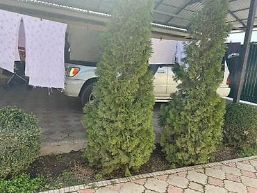 купить кустарники декоративные: Туи и декоративные кустарники для ландшафтного озеленения. Состав: - — 4