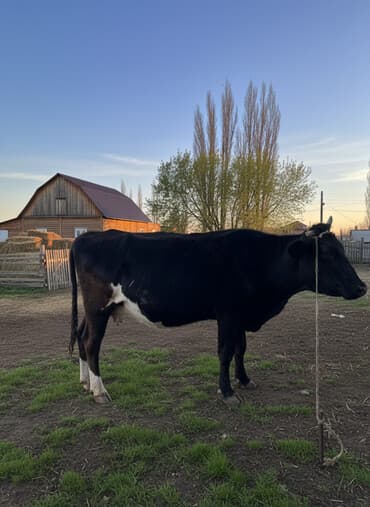 племенные коровы молочные купить: Продаю | Корова (самка) | Полукровка | Для молока | Привязанные — 1