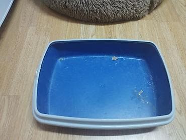 Вязка кошек: Отдам в хорошие руки Кошку 8 месяцев с короткой шерстью серо-голубого — 3