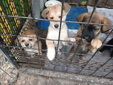 собака малинуа: Отдам даром щенят. есть 1 мальчик и 3 девочки. вырастут средними — 8