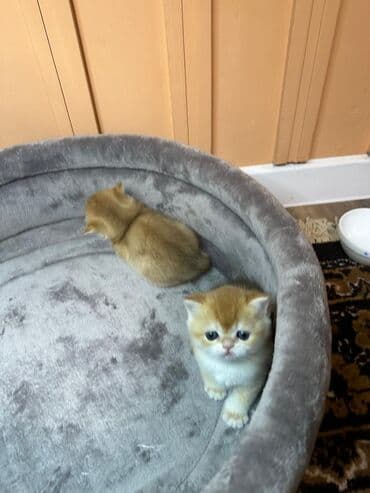 купить британского короткошерстного котенка: Открыто бронирование Британские котята, окрас золотой шиншилла — 7