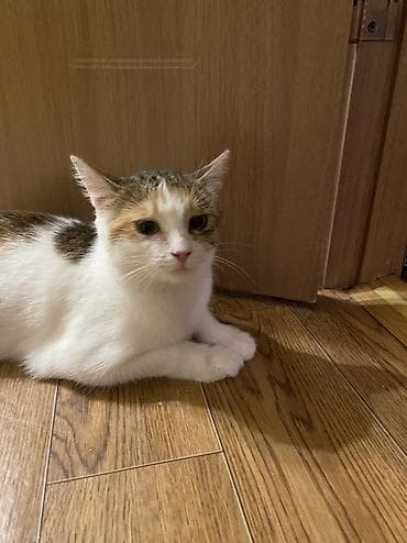 отдаю кота: Кошка даром: Беспородная, 1 год, Девочка, Кастрирована, Приучена к лотку, Проглистована — 1