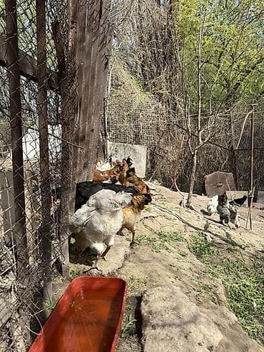 куры орпингтон: Продаю | Куры | Домашняя | Для разведения — 2