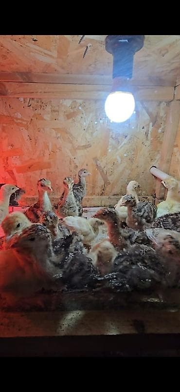 Товары и оборудование для с/х животных: Индюшаты суточный Северокавказкая Бронза, Белый Широкогруд — 2