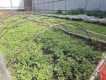 малина алабыз: Жашылча көчөт — 1