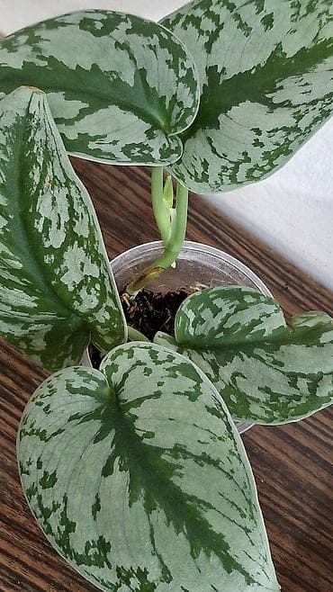 полотер: С комнатные растения (в горшках) 1) Сингониум розовый (Syngonium): - — 5