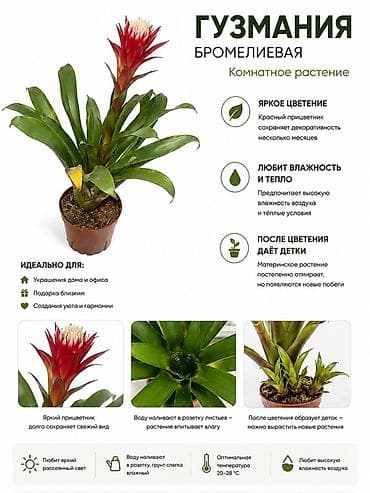 наливатор: Гузмания (бромелиевая) — комнатное растение - Яркое цветение: красный — 1