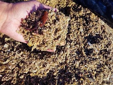 собака жалал абад: Продаю Кукурузный силос (дроблёный/измельчённый) 7 сом Самовывоз. село — 2