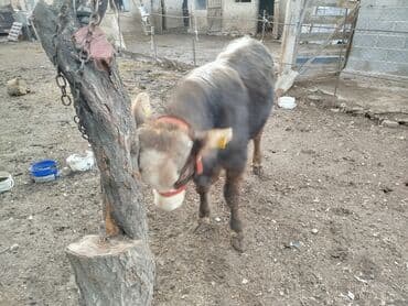 рабочий аттар: Продаю | Бык (самец) | Полукровка, Монбельярд | На откорм | Привязанные — 6