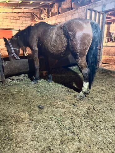 в связи с переездом отдам попугая жако в добрые руки: Продаю | Кобыла (самка) | Рабочий — 3