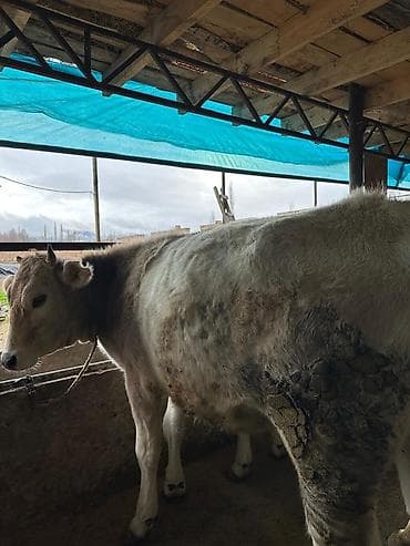 Собаки: Продаю | Тёлка | Алатауская | На забой | Не стельные — 1