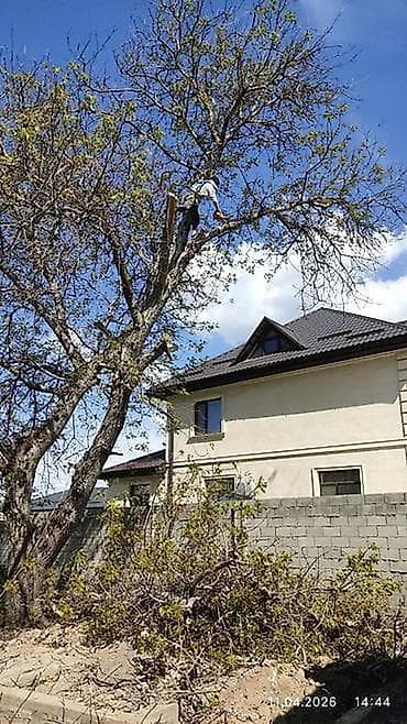 универсальный набор инструментов для дома: Профессиональная обрезка и спил деревьев альпинистом - Спил аварийных — 2