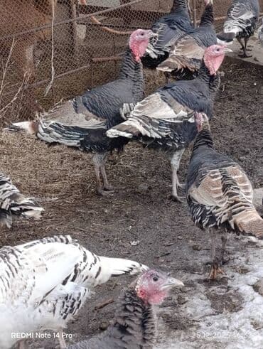 породы кур: Продаю | Индюшка (самка), Индюк (самец) | Полукровка | Для разведения | Племенные — 6